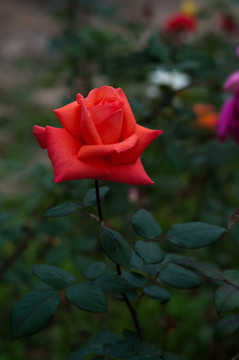 月季花