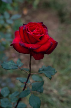 月季花