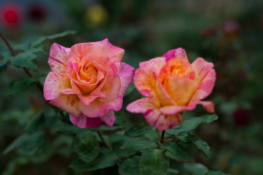 月季花
