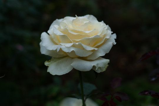 月季花