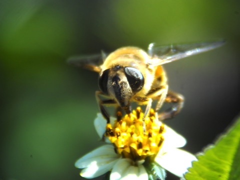 蜜蜂