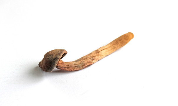紅蘑