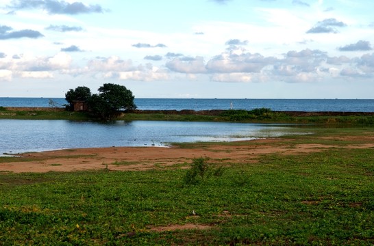 北海紅樹林