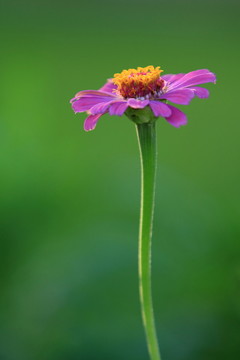 雛菊