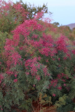 紅柳花開