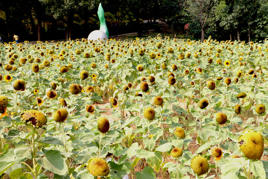 一片向日葵 太陽花 向日葵田地