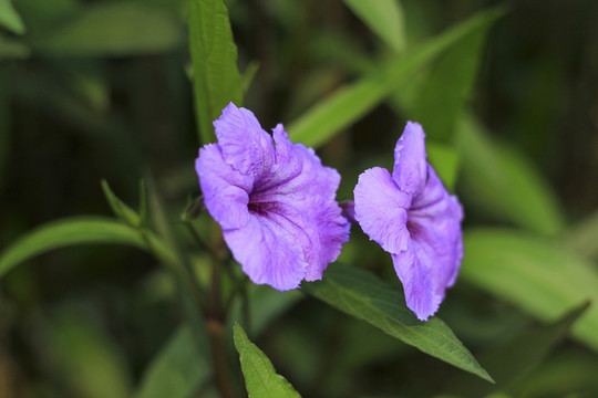 喇叭花 花