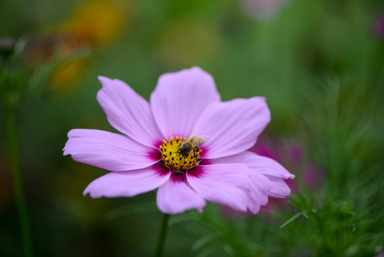 波斯菊蜜蜂