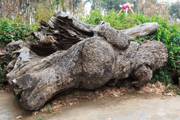 枯樹