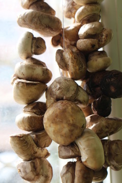 串串野蘑菇