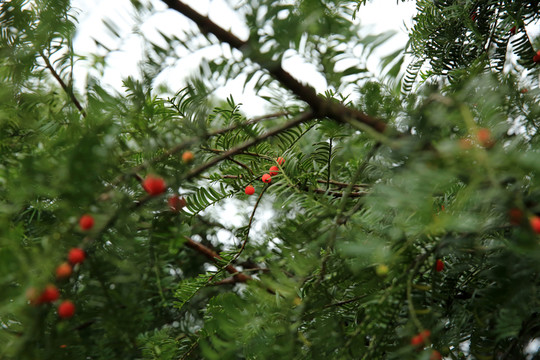 紅豆杉
