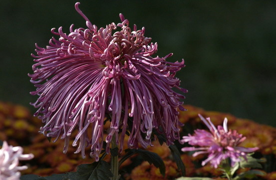 菊花