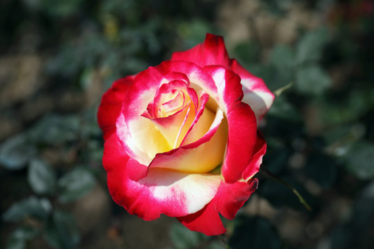 玫瑰花