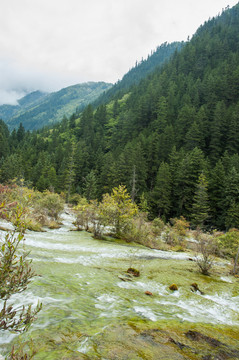 九寨溝旅游風(fēng)光 珍珠灘