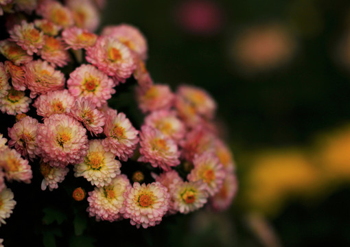 秋菊