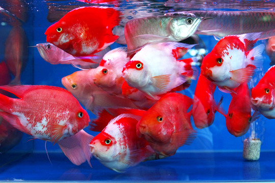 紅色魚