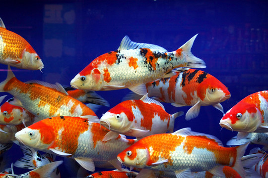 彩色鯉魚