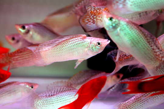 水族館裝飾魚