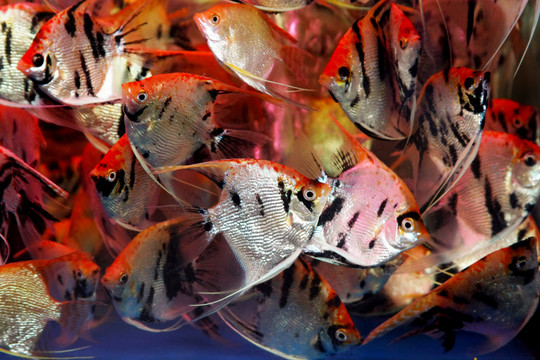 觀賞小魚