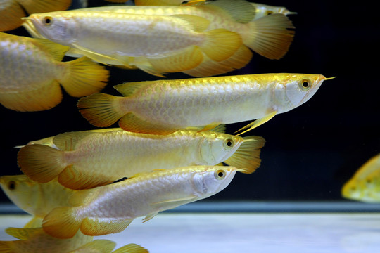 金龍魚圖片