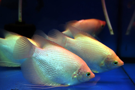 水族裝飾魚