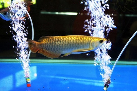 金龍魚