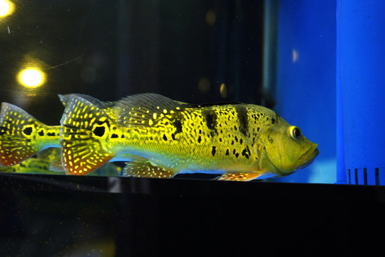 金色小魚