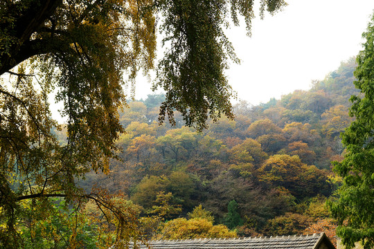 泰山玉泉寺秋色