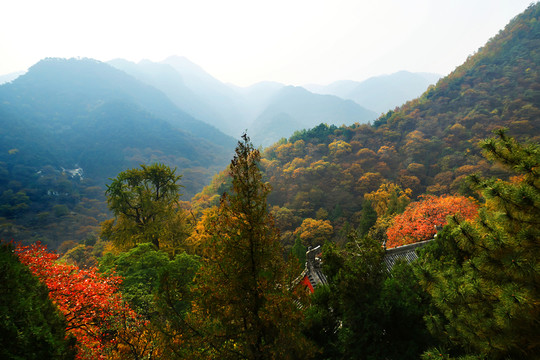 泰山玉泉寺秋色
