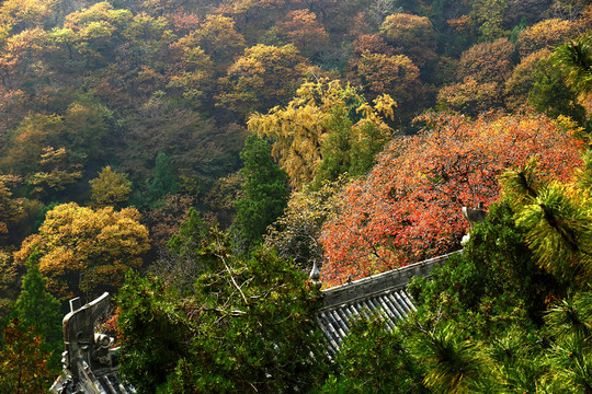 泰山林場秋色