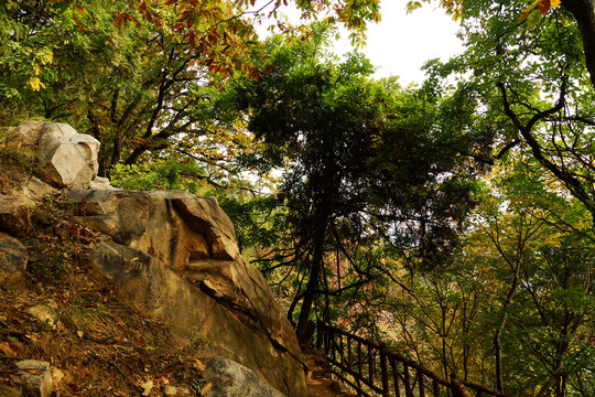 山林 泰山林場