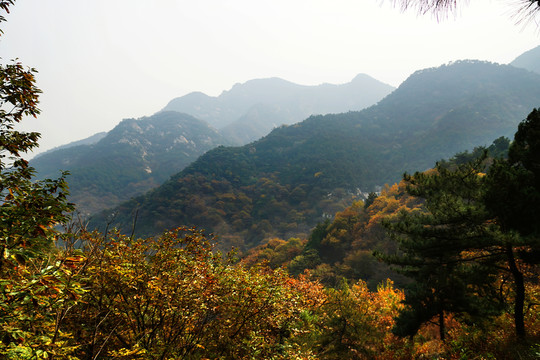 泰山 金色山脈