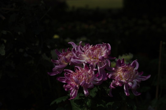 菊花