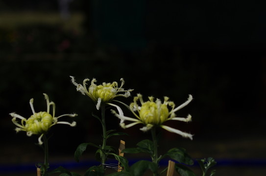 菊花