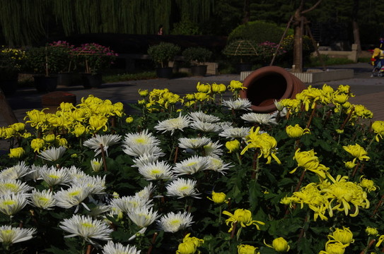 菊花