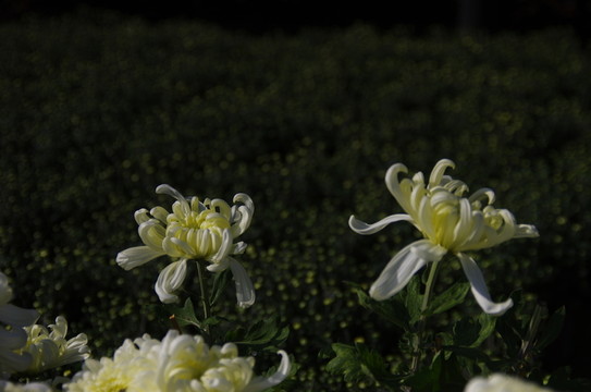 菊花