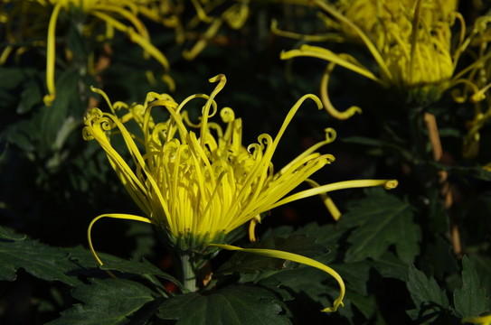 菊花