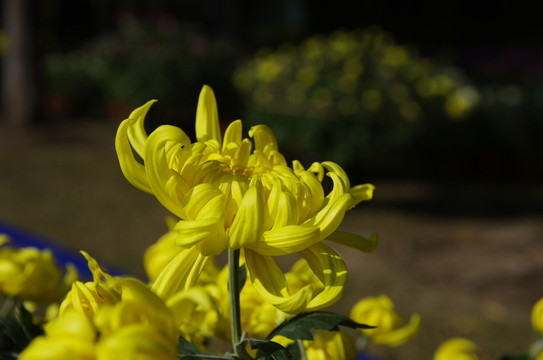 菊花
