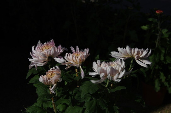 菊花