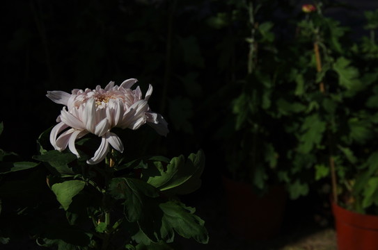 菊花