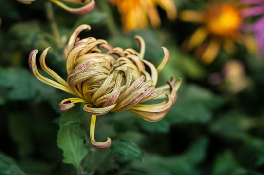 菊花