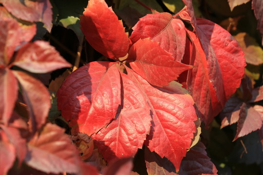 紅葉