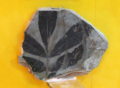 羽葉化香化石