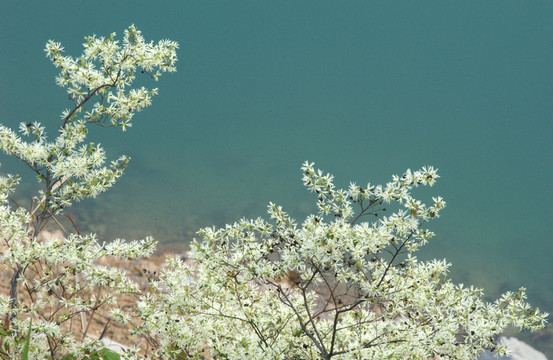 小白花和碧水