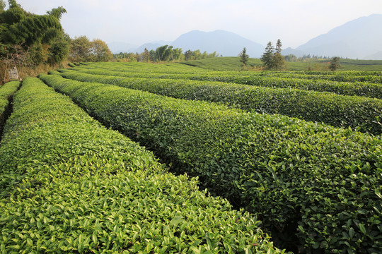 茶園