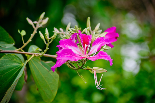 紫荊花