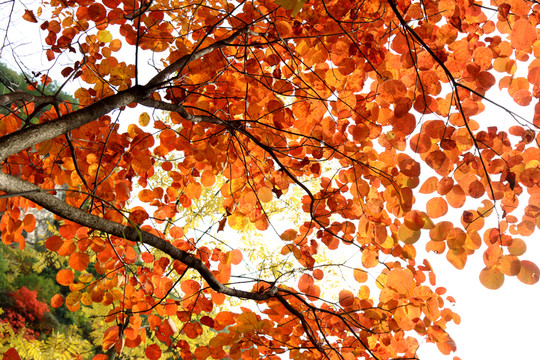 紅葉