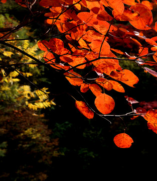 紅葉