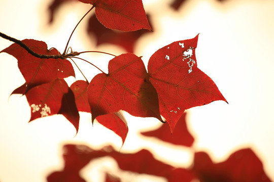 紅楓