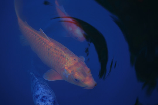 鯉魚
